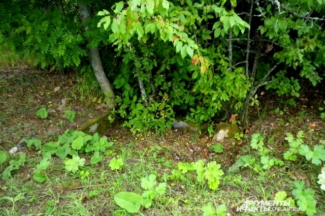 Фундамент усадьбы, которая стояла здесь 80 лет назад, найти непросто. Фото: АиФ / Елена Ляшенко